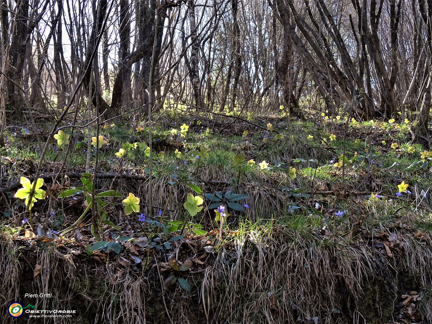 25 Estese fioriture di Helleborus niger (Ellebori).JPG